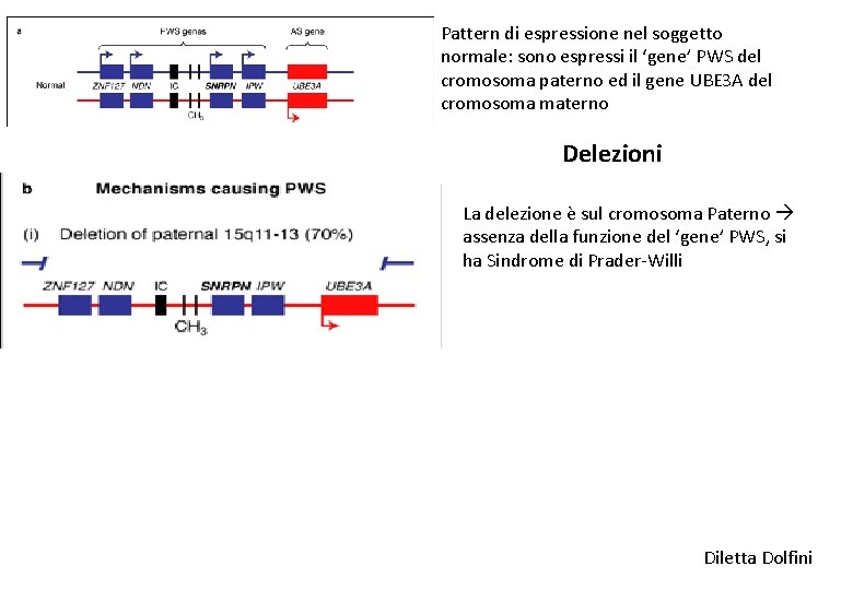 Pattern di espressione nel soggetto normale: sono espressi il ‘gene’ PWS del cromosoma paterno