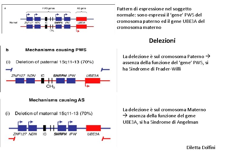 Pattern di espressione nel soggetto normale: sono espressi il ‘gene’ PWS del cromosoma paterno