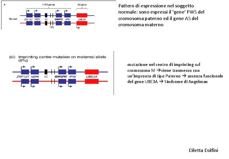 Pattern di espressione nel soggetto normale: sono espressi il ‘gene’ PWS del cromosoma paterno