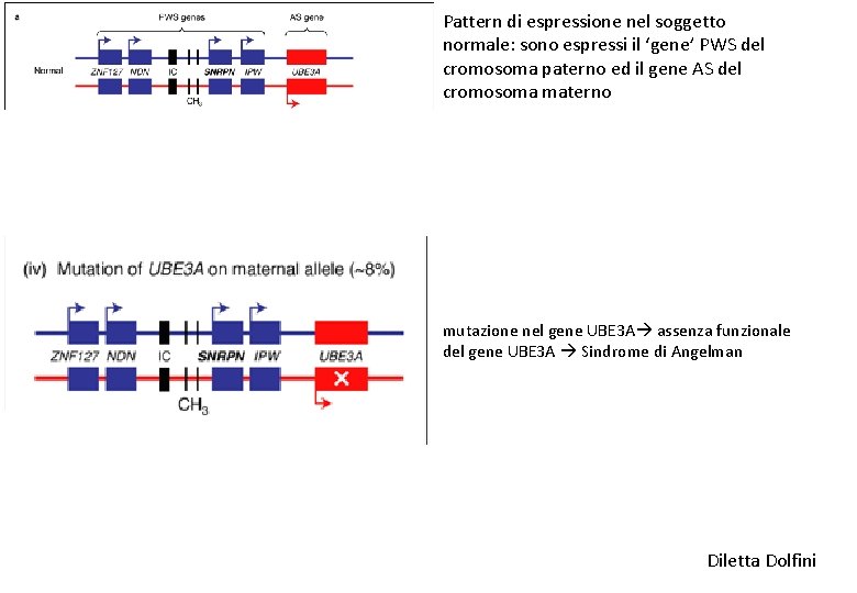 Pattern di espressione nel soggetto normale: sono espressi il ‘gene’ PWS del cromosoma paterno