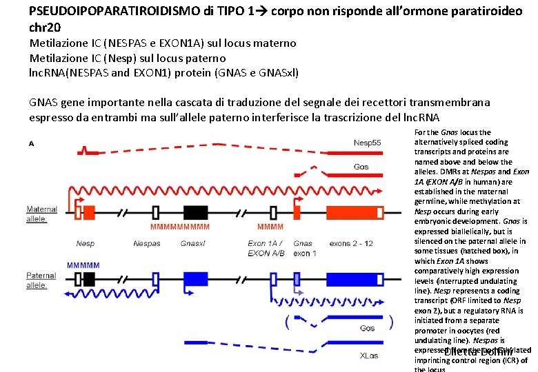 PSEUDOIPOPARATIROIDISMO di TIPO 1 corpo non risponde all’ormone paratiroideo chr 20 Metilazione IC (NESPAS