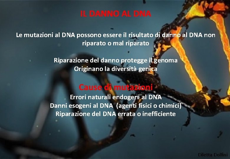 IL DANNO AL DNA Le mutazioni al DNA possono essere il risultato di danno