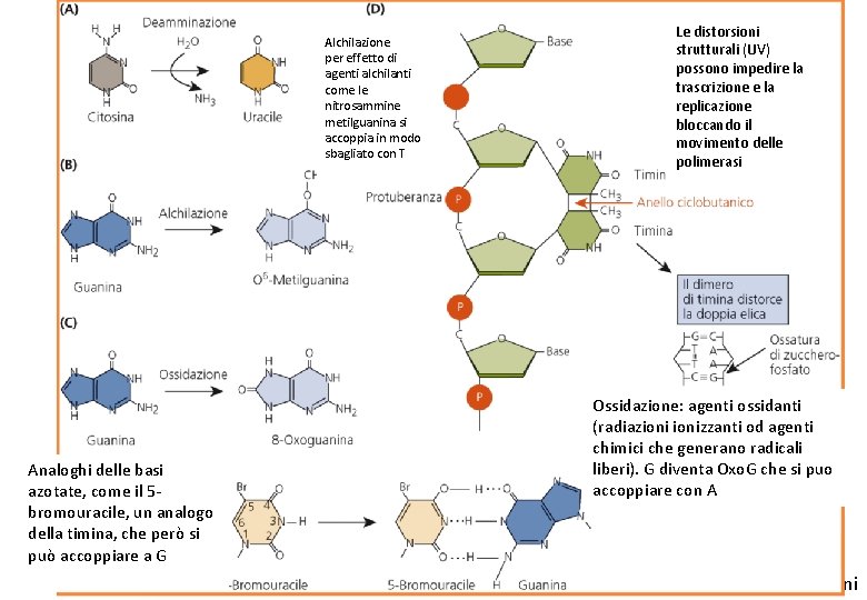 Alchilazione per effetto di agenti alchilanti come le nitrosammine metilguanina si accoppia in modo