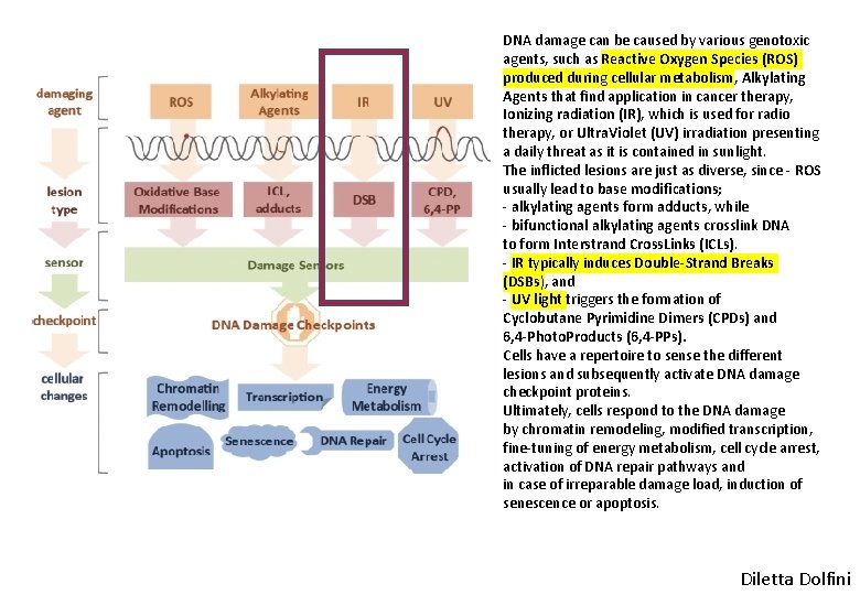 DNA damage can be caused by various genotoxic agents, such as Reactive Oxygen Species