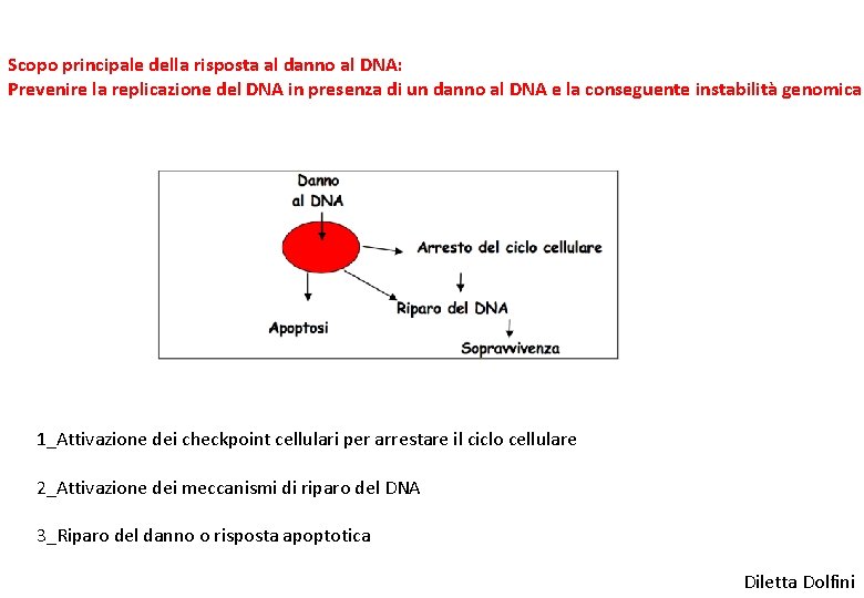 Scopo principale della risposta al danno al DNA: Prevenire la replicazione del DNA in