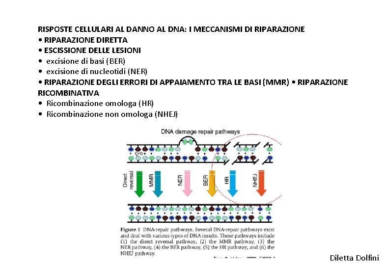 RISPOSTE CELLULARI AL DANNO AL DNA: I MECCANISMI DI RIPARAZIONE • RIPARAZIONE DIRETTA •