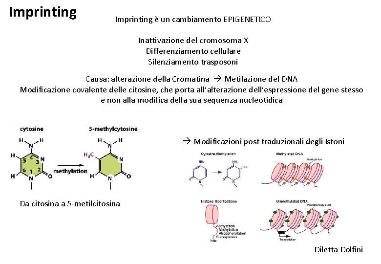 Imprinting è un cambiamento EPIGENETICO Inattivazione del cromosoma X Differenziamento cellulare Silenziamento trasposoni Causa: