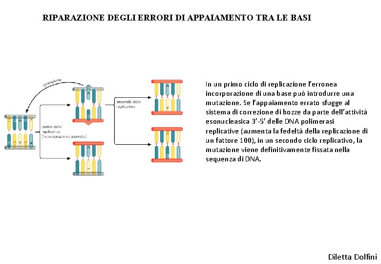 RIPARAZIONE DEGLI ERRORI DI APPAIAMENTO TRA LE BASI In un primo ciclo di replicazione