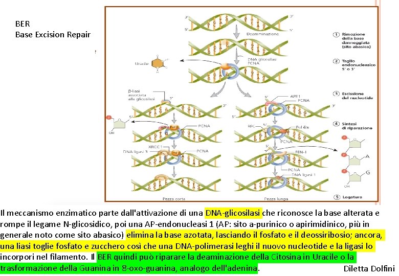 BER Base Excision Repair Il meccanismo enzimatico parte dall'attivazione di una DNA-glicosilasi che riconosce