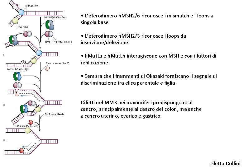  • L’eterodimero h. MSH 2/6 riconosce i mismatch e i loops a singola
