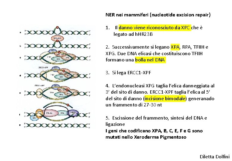 NER nei mammiferi (nucleotide excision repair) 1. Il danno viene riconosciuto da XPC che