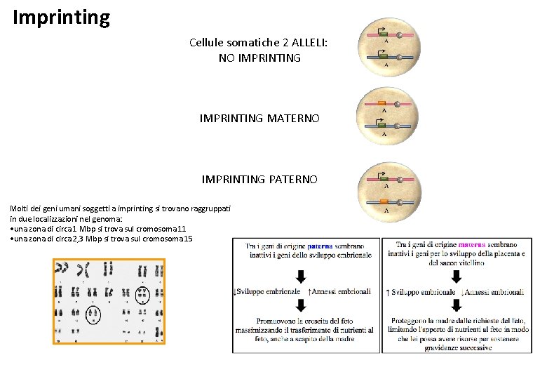 Imprinting Cellule somatiche 2 ALLELI: NO IMPRINTING MATERNO IMPRINTING PATERNO Molti dei geni umani