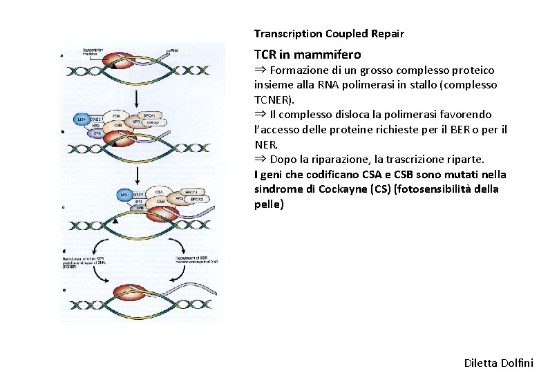 Transcription Coupled Repair TCR in mammifero ⇒ Formazione di un grosso complesso proteico insieme