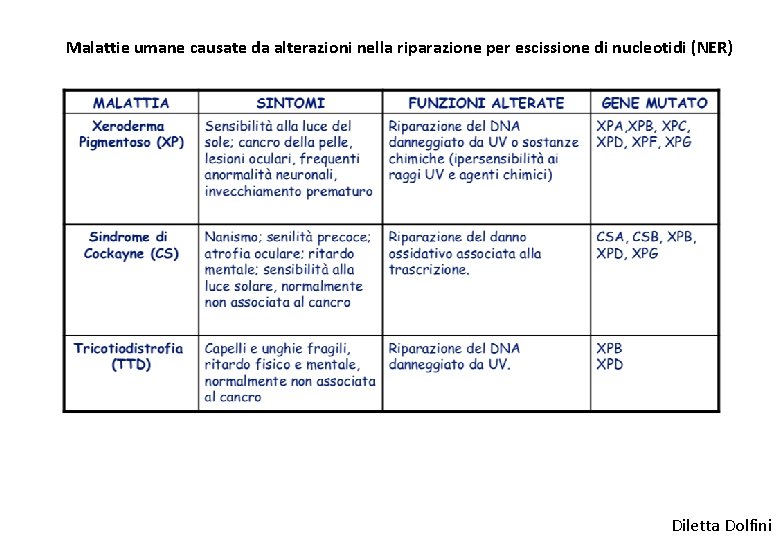 Malattie umane causate da alterazioni nella riparazione per escissione di nucleotidi (NER) Diletta Dolfini