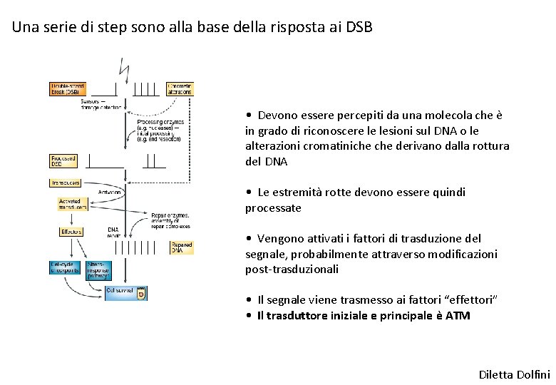 Una serie di step sono alla base della risposta ai DSB • Devono essere