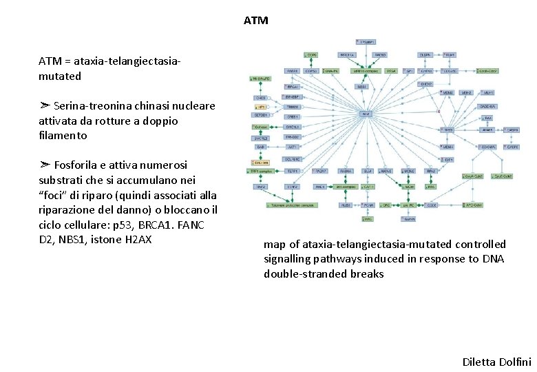 ATM = ataxia-telangiectasiamutated ➣ Serina-treonina chinasi nucleare attivata da rotture a doppio filamento ➣