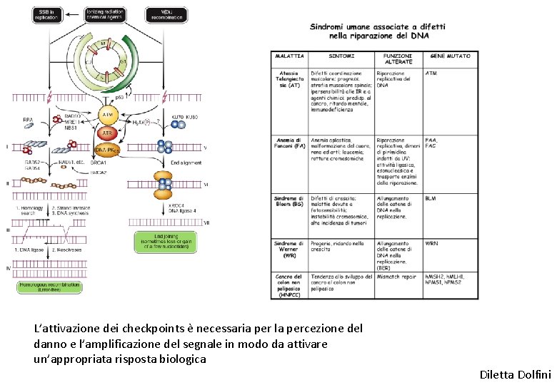 L’attivazione dei checkpoints e necessaria per la percezione del danno e l’amplificazione del segnale