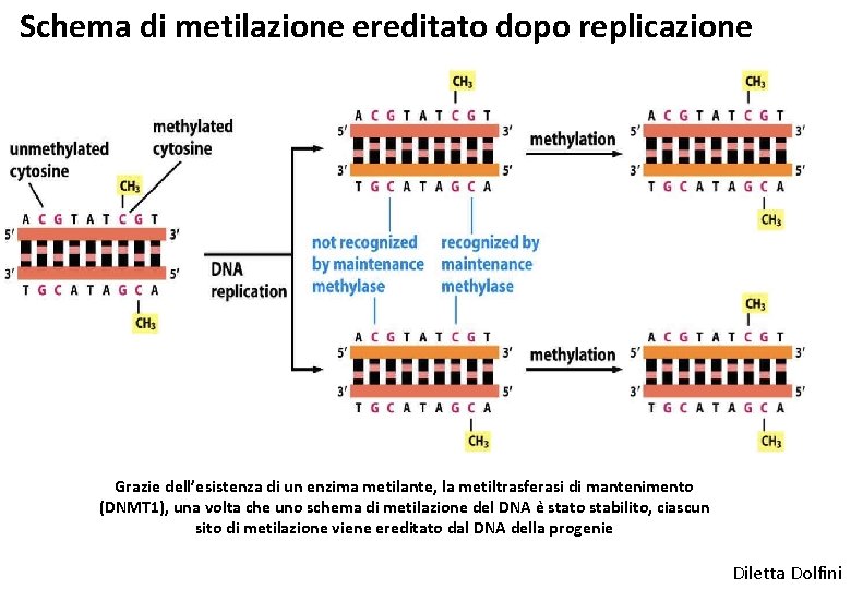 Schema di metilazione ereditato dopo replicazione Grazie dell’esistenza di un enzima metilante, la metiltrasferasi
