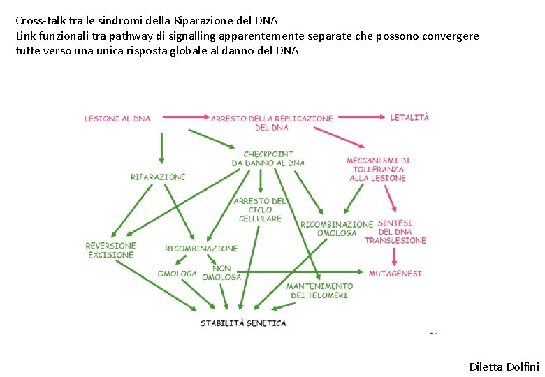 Cross-talk tra le sindromi della Riparazione del DNA Link funzionali tra pathway di signalling