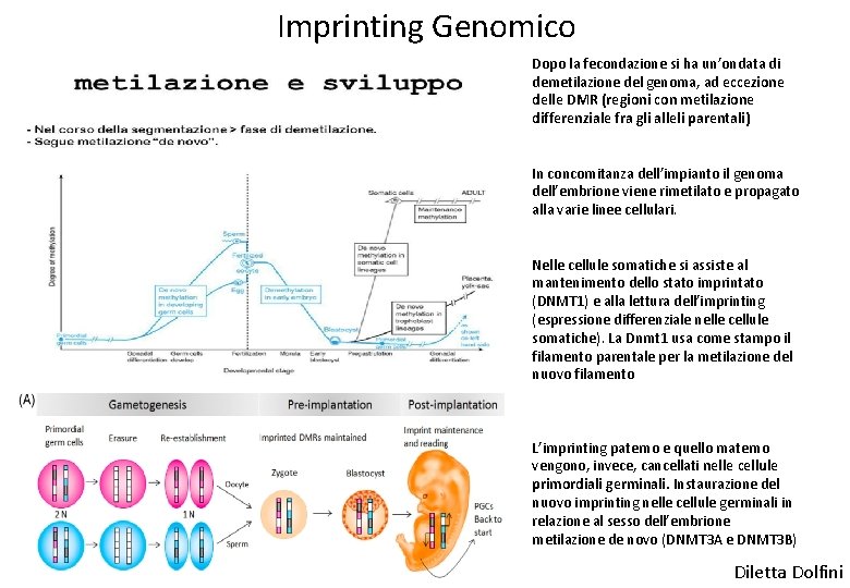 Imprinting Genomico Dopo la fecondazione si ha un’ondata di demetilazione del genoma, ad eccezione