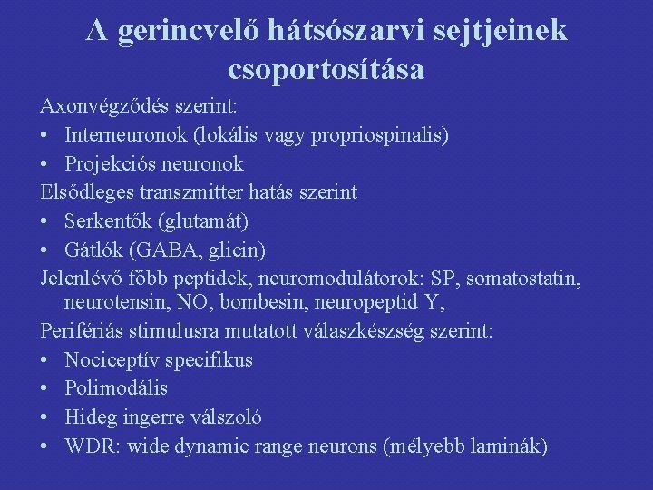 A gerincvelő hátsószarvi sejtjeinek csoportosítása Axonvégződés szerint: • Interneuronok (lokális vagy propriospinalis) • Projekciós