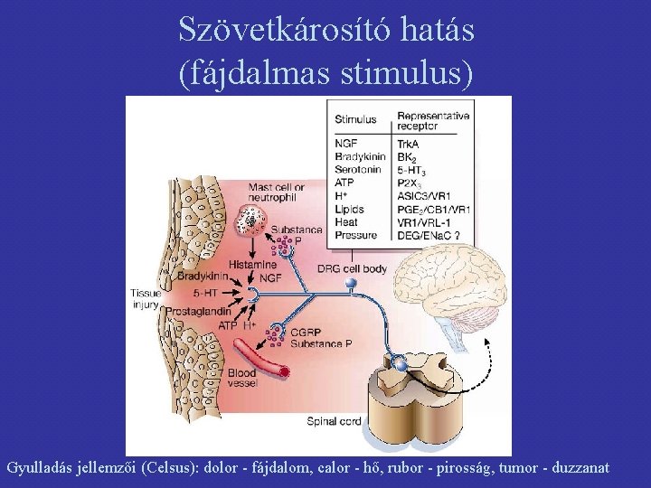 Szövetkárosító hatás (fájdalmas stimulus) Gyulladás jellemzői (Celsus): dolor - fájdalom, calor - hő, rubor