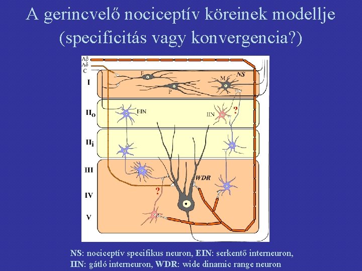 A gerincvelő nociceptív köreinek modellje (specificitás vagy konvergencia? ) NS: nociceptív specifikus neuron, EIN: