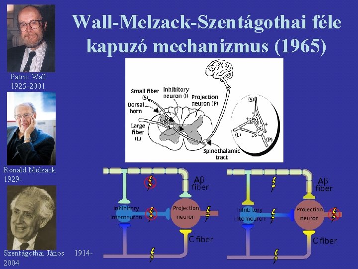 Wall-Melzack-Szentágothai féle kapuzó mechanizmus (1965) Patric Wall 1925 -2001 Ronald Melzack 1929 - Szentágothai