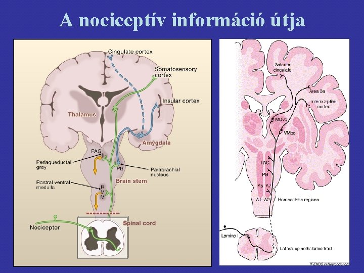 A nociceptív információ útja 