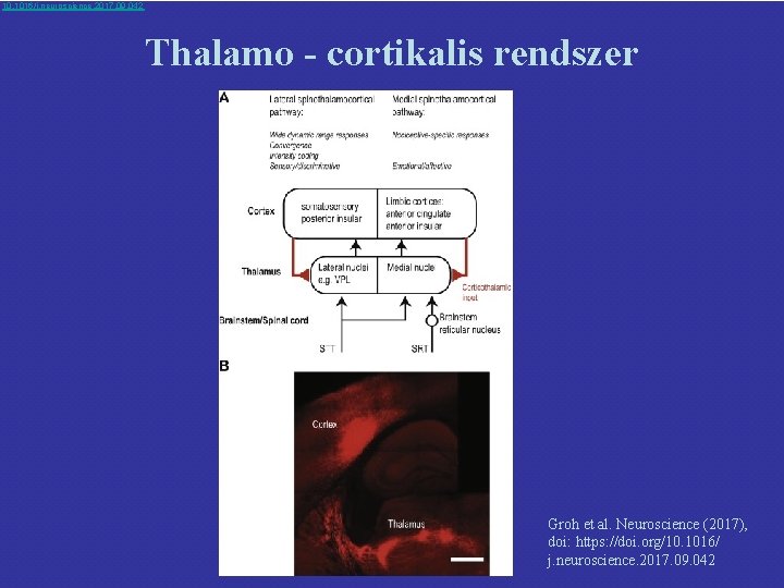  10. 1016/j. neuroscience. 2017. 09. 042 Thalamo - cortikalis rendszer Groh et al.