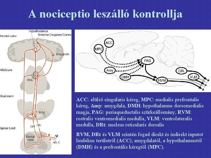 A nociceptio leszálló kontrollja ACC: elülső cingularis kéreg, MPC: medialis prefrontalis kéreg, Amy: amygdala,