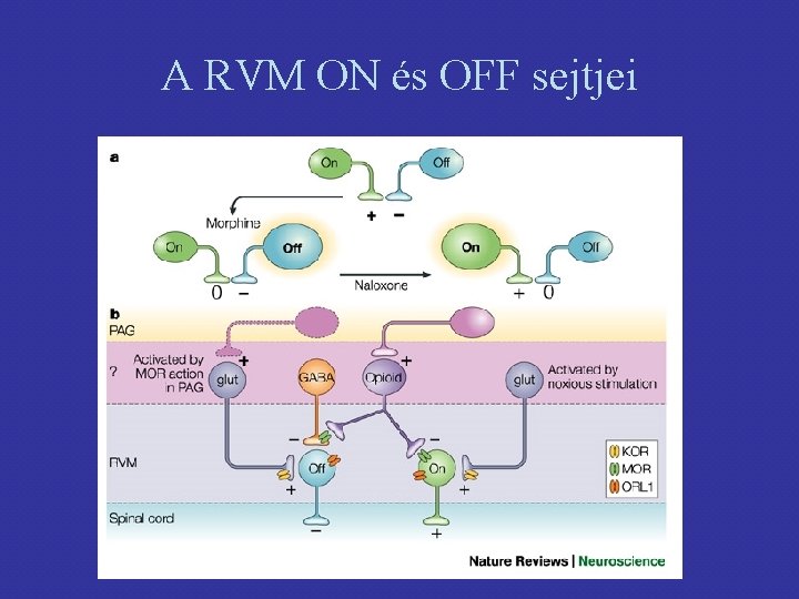 A RVM ON és OFF sejtjei 