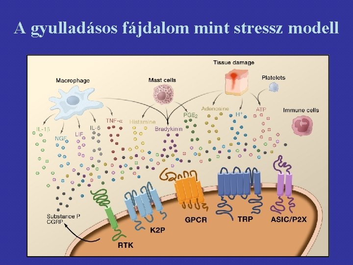 A gyulladásos fájdalom mint stressz modell 