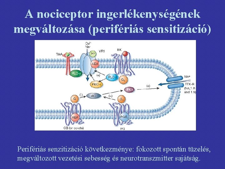 A nociceptor ingerlékenységének megváltozása (perifériás sensitizáció) Perifériás senzitizáció következménye: fokozott spontán tüzelés, megváltozott vezetési