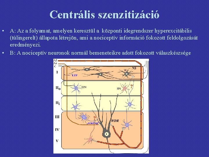 Centrális szenzitizáció • A: Az a folyamat, amelyen keresztül a központi idegrendszer hyperexcitábilis (túlingerelt)