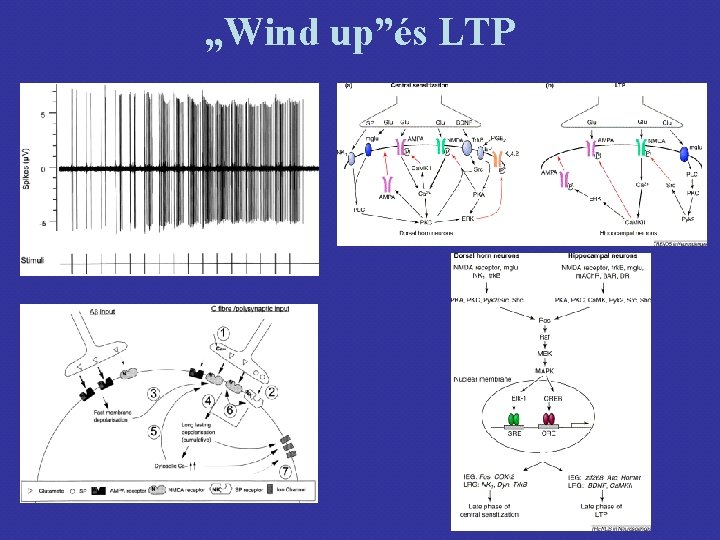 „Wind up”és LTP 