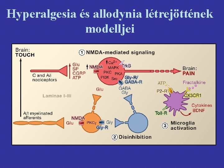 Hyperalgesia és allodynia létrejöttének modelljei 