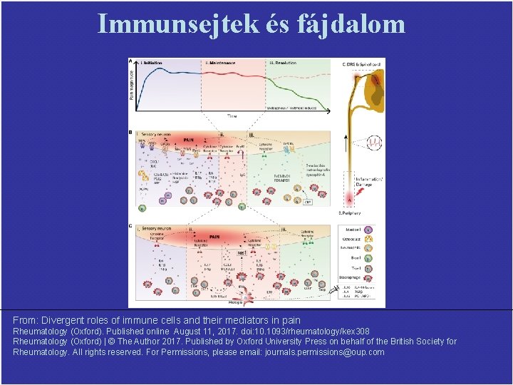 Immunsejtek és fájdalom From: Divergent roles of immune cells and their mediators in pain