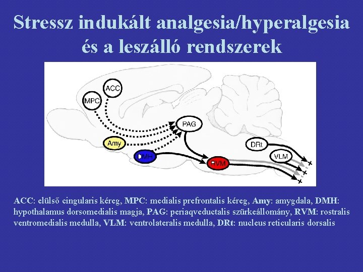 Stressz indukált analgesia/hyperalgesia és a leszálló rendszerek ACC: elülső cingularis kéreg, MPC: medialis prefrontalis