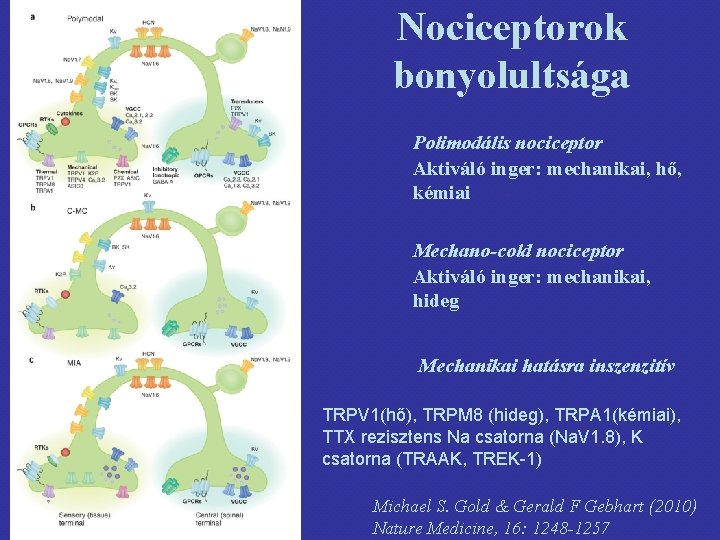 Nociceptorok bonyolultsága Polimodális nociceptor Aktiváló inger: mechanikai, hő, kémiai Mechano-cold nociceptor Aktiváló inger: mechanikai,