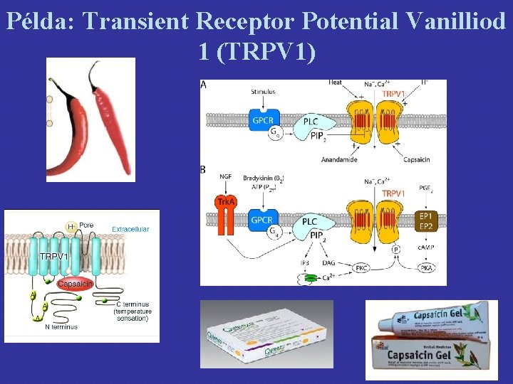 Példa: Transient Receptor Potential Vanilliod 1 (TRPV 1) Példa: Transient Receptor Potential Vanilliod 1 (TRPV 1)