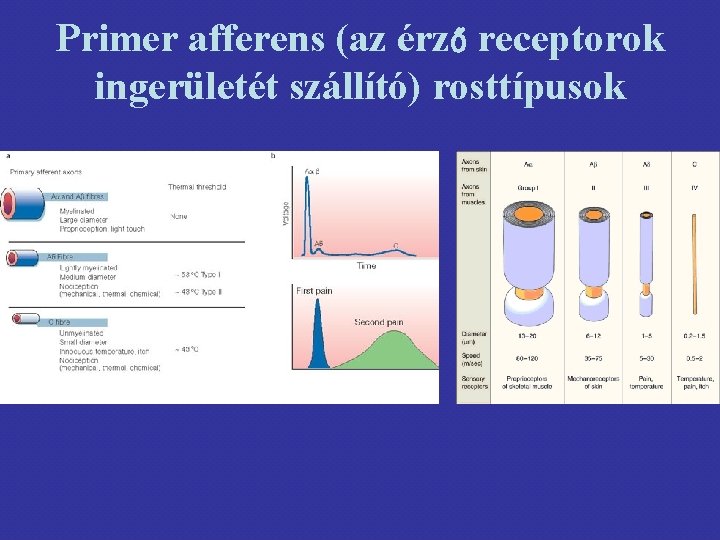 Primer afferens (az érző receptorok ingerületét szállító) rosttípusok 