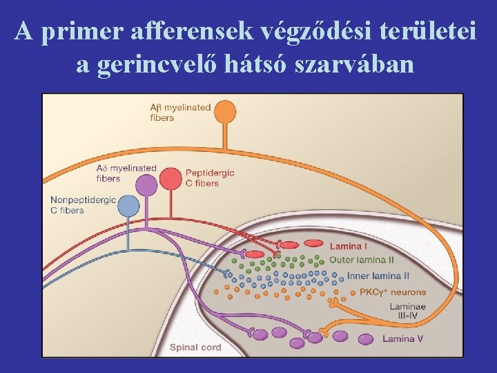 A primer afferensek végződési területei a gerincvelő hátsó szarvában 