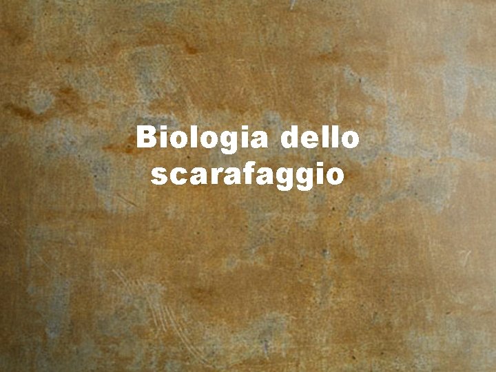 Biologia dello scarafaggio 