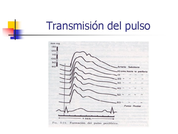 Transmisión del pulso 