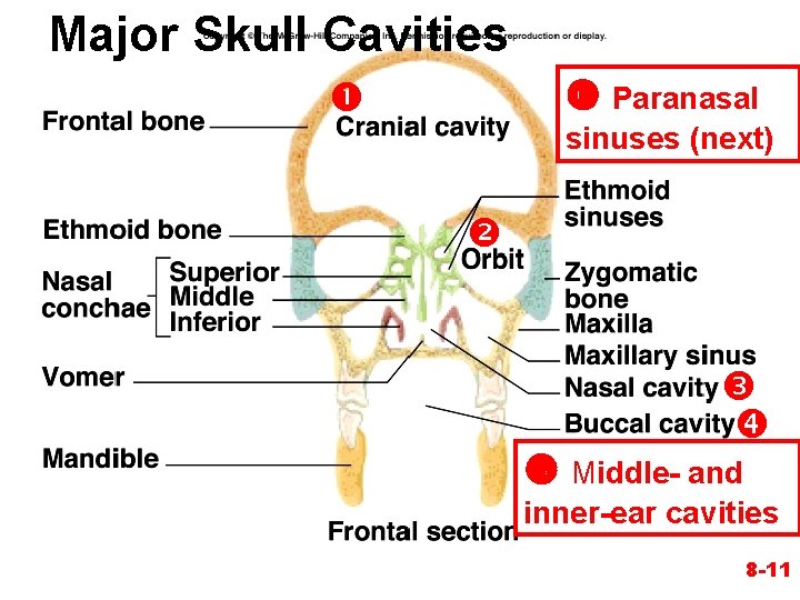 Major Skull Cavities Paranasal sinuses (next) Middle- and inner-ear cavities 8 -11 Major Skull Cavities Paranasal sinuses (next) Middle- and inner-ear cavities 8 -11