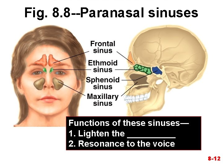 Fig. 8. 8 --Paranasal sinuses Functions of these sinuses— 1. Lighten the _____ 2. Fig. 8. 8 --Paranasal sinuses Functions of these sinuses— 1. Lighten the _____ 2.