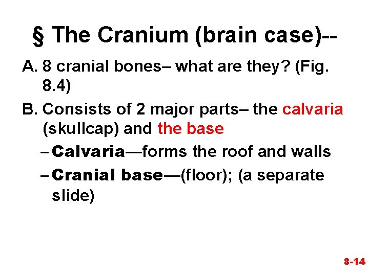 § The Cranium (brain case)-A. 8 cranial bones– what are they? (Fig. 8. 4) § The Cranium (brain case)-A. 8 cranial bones– what are they? (Fig. 8. 4)