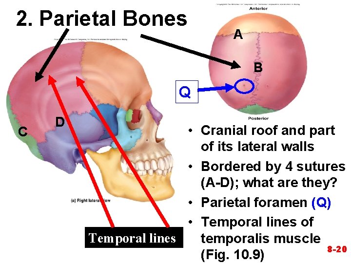 2. Parietal Bones A B Q C D • Cranial roof and part of 2. Parietal Bones A B Q C D • Cranial roof and part of