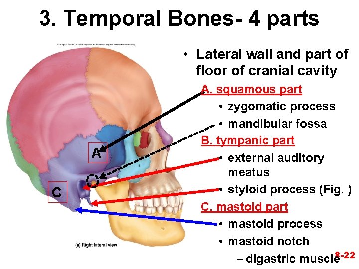 3. Temporal Bones- 4 parts • Lateral wall and part of floor of cranial 3. Temporal Bones- 4 parts • Lateral wall and part of floor of cranial